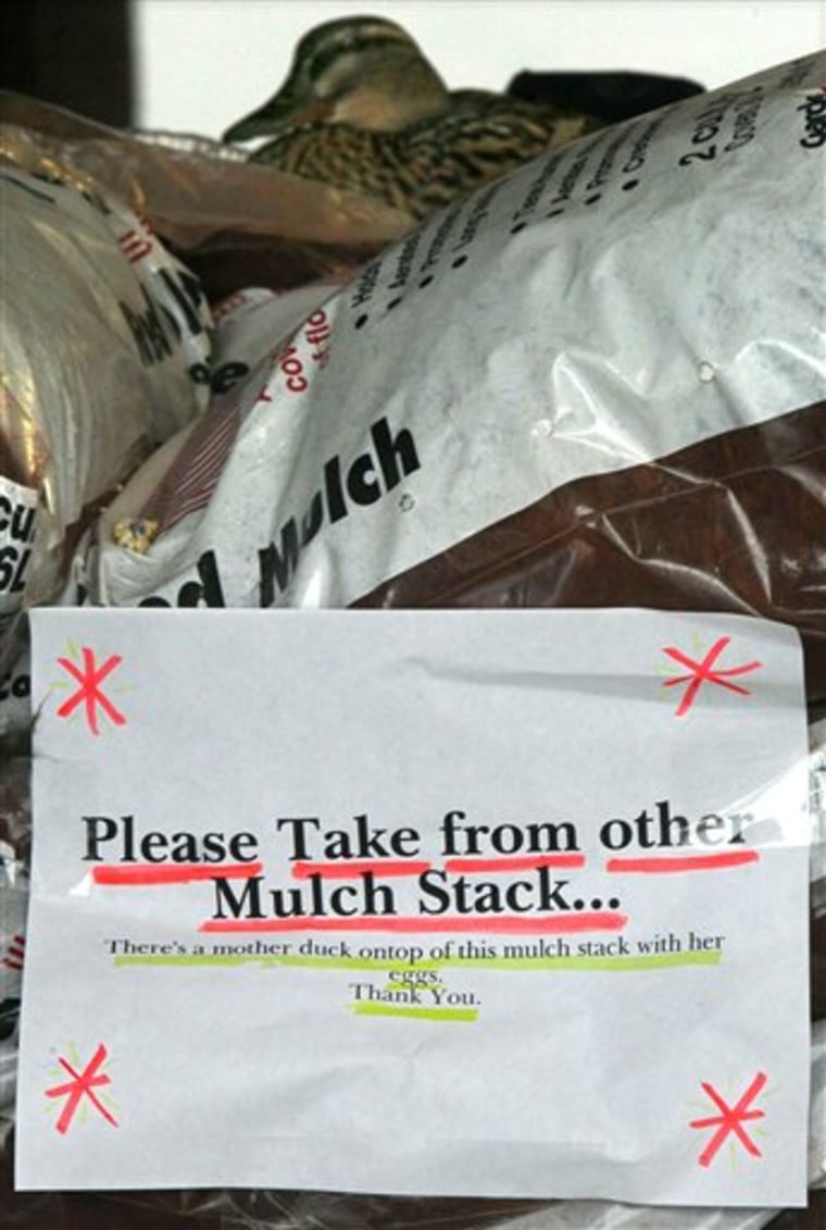 A sign cautions customers below a mother mallard sittting on her eggs in the nest she made on top of a stack of mulch bags at the main entrance of the Giant Eagle in the Medina Shopping Center on Monday, April 25, 2011, in Medina, Ohio. (AP Photo/Akron Beacon Journal, Ed Suba Jr.)